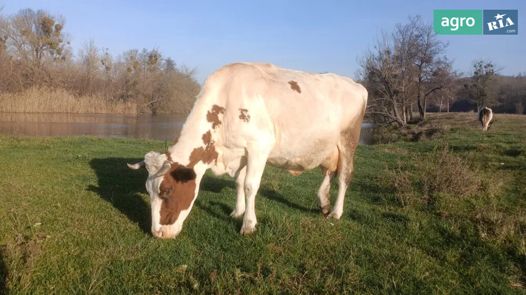 Корова    - фото 1