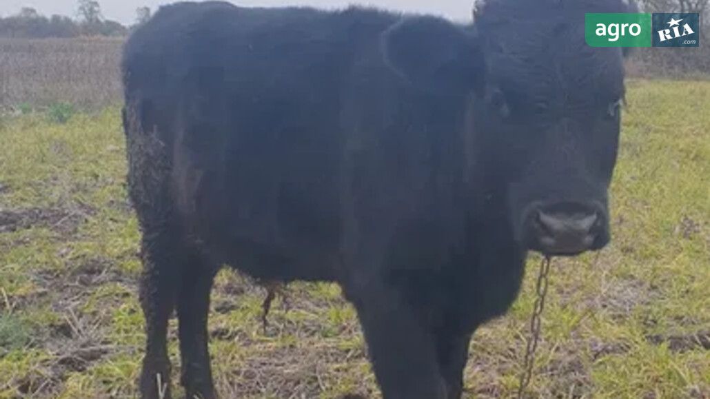 Бик    - фото 1