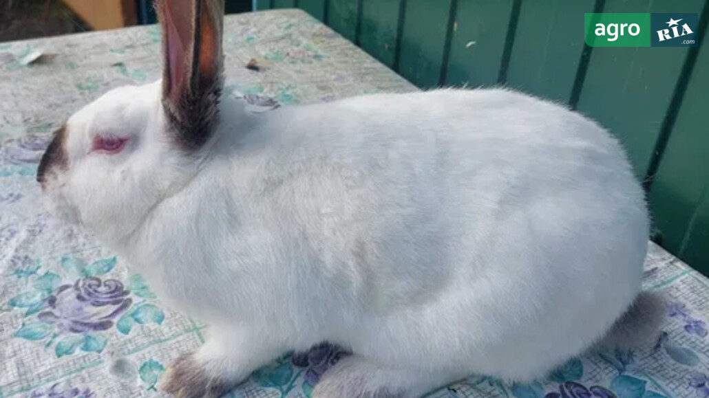 Кріль    - фото 1