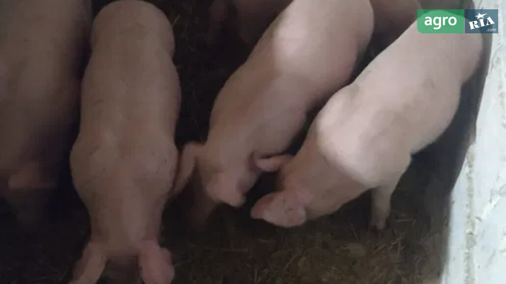 Поросенок    - фото 1