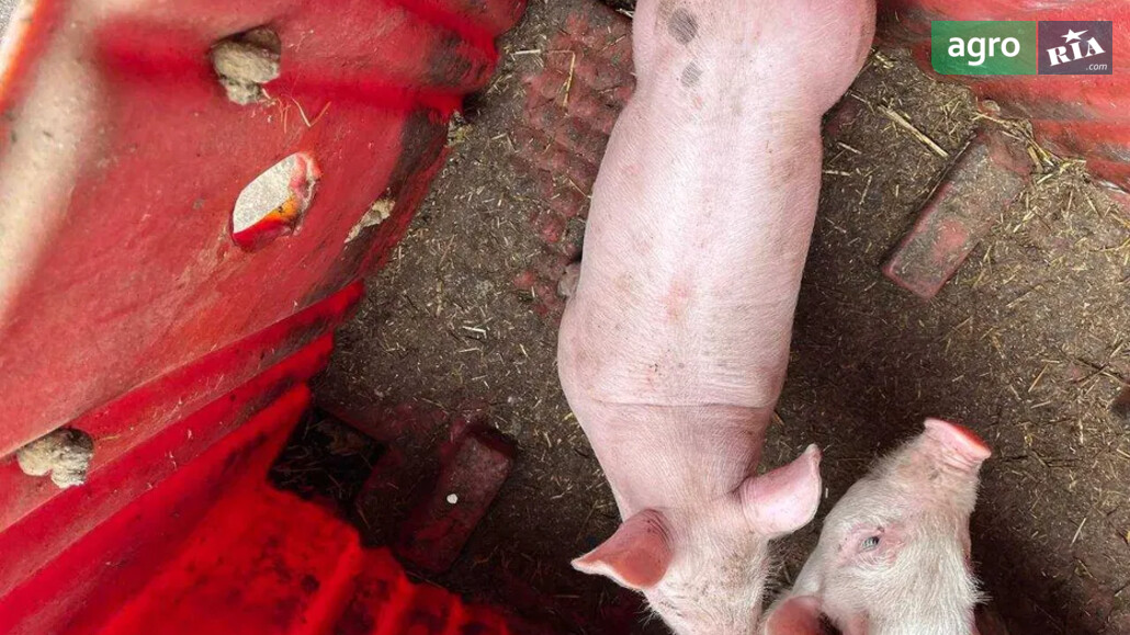 Порося    - фото 1