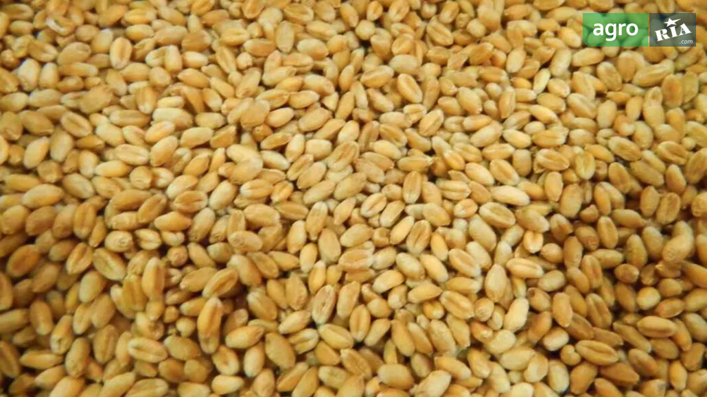 Пшениця    - фото 1