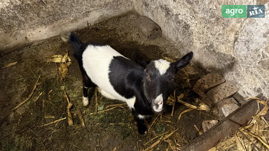 Козеня    - фото 1