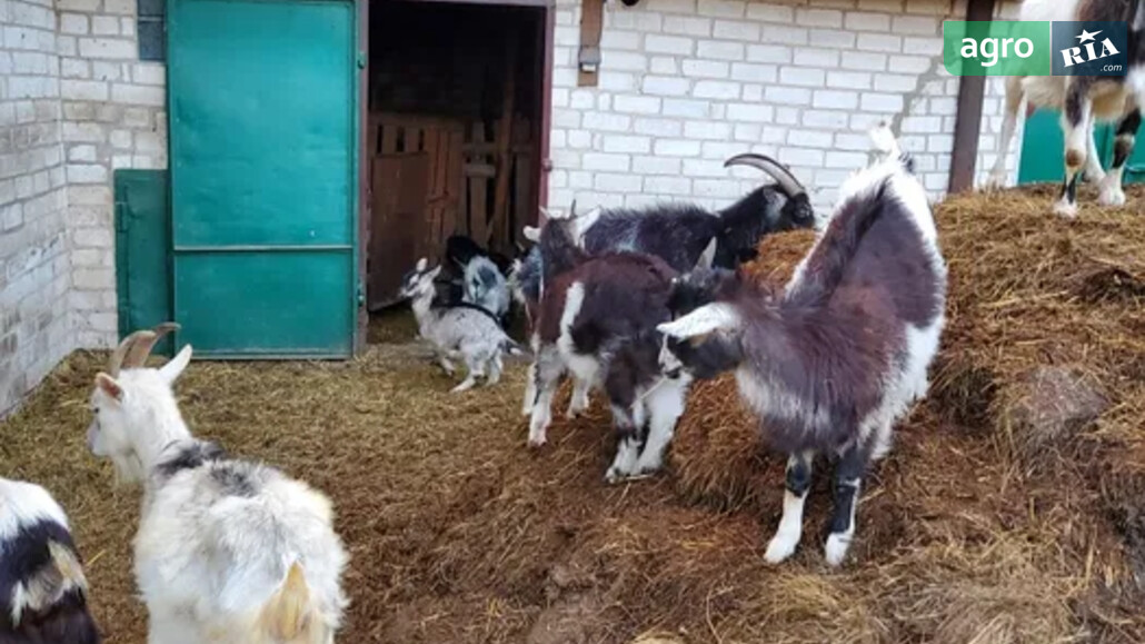 Коза    - фото 1