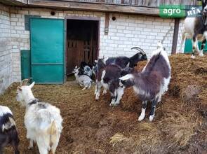 Молоді козенята