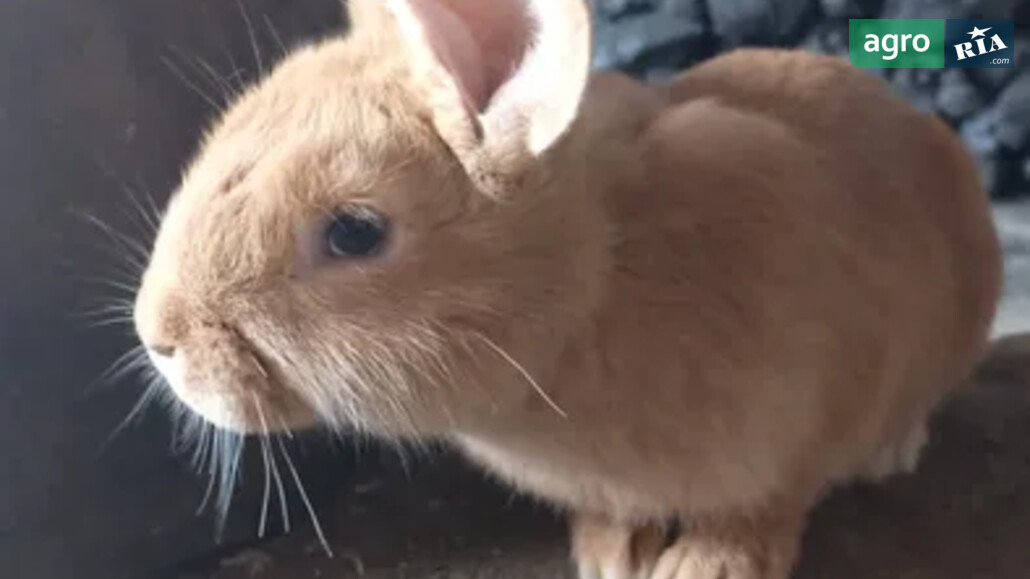 Кроленя    - фото 1