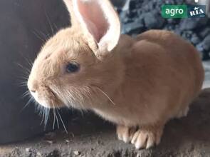 Бургундські кролики