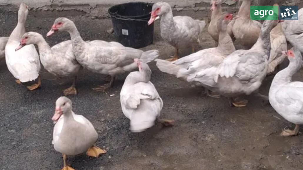 Качка    - фото 1