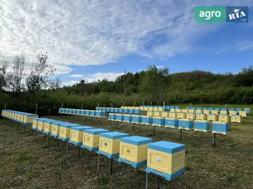 Бджолопакети карпатської породи, 200 шт. - фото