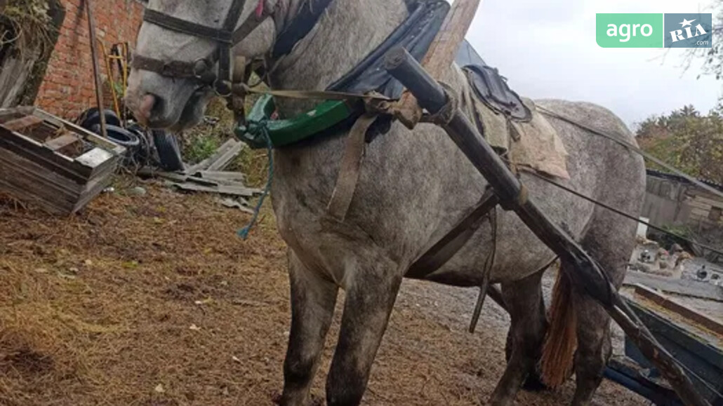 Кінь    - фото 1