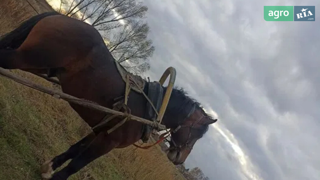 Кінь    - фото 1