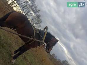  Жеребець володимирської породи