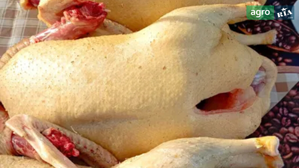 Качка    - фото 1