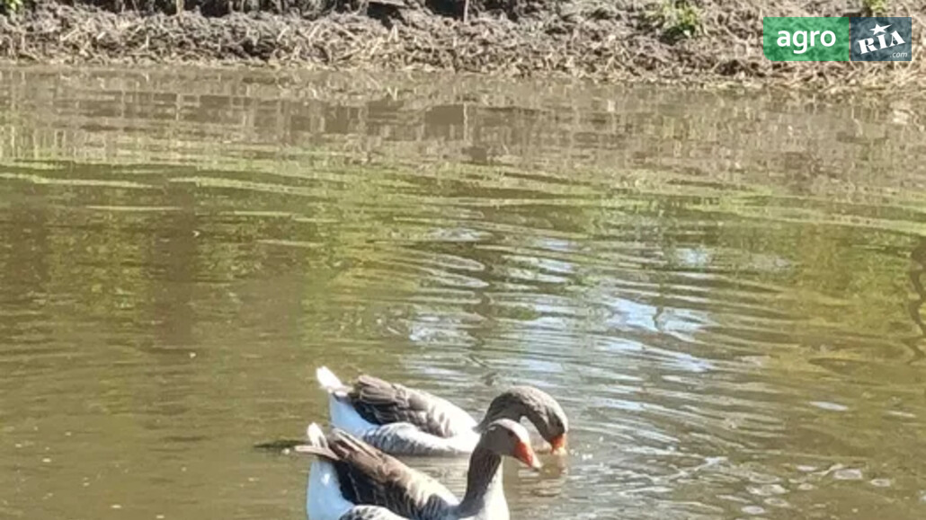 Гуси    - фото 1