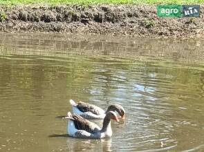 Гуси велика сіра живою вагою.