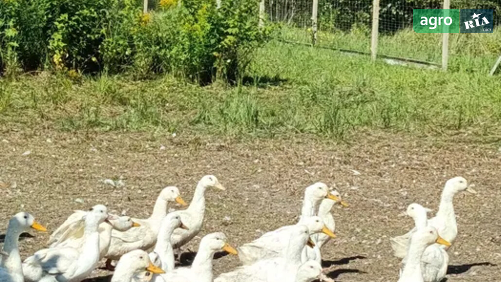 Качка    - фото 1