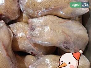  Качка домашня - мулард заморожена