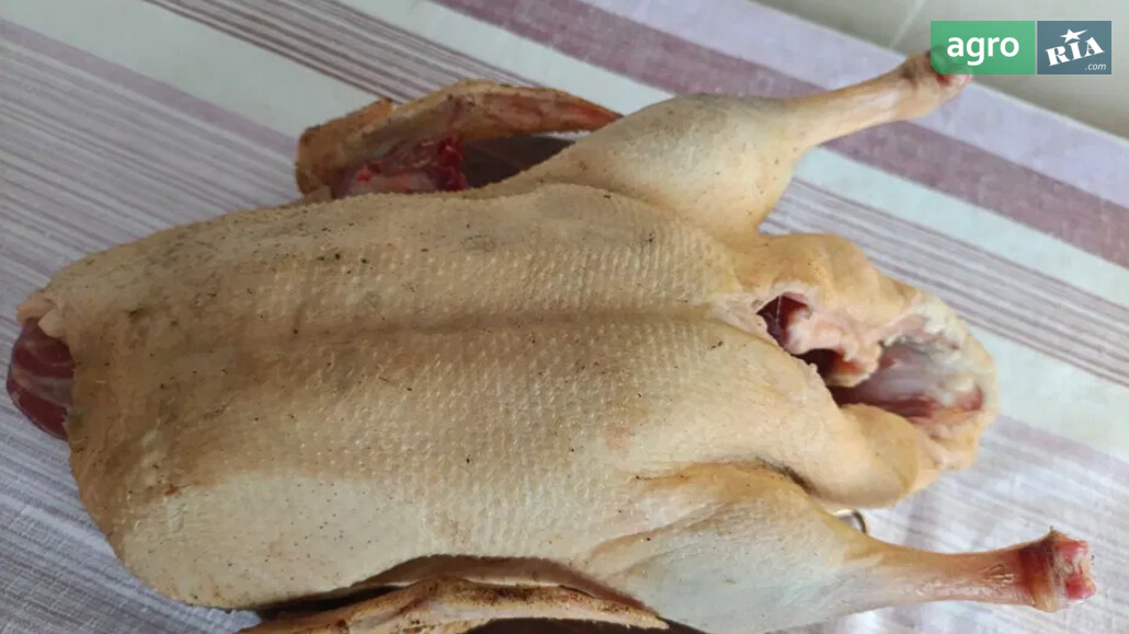 Качка    - фото 1