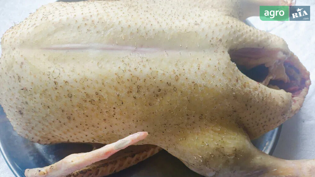 Качка    - фото 1