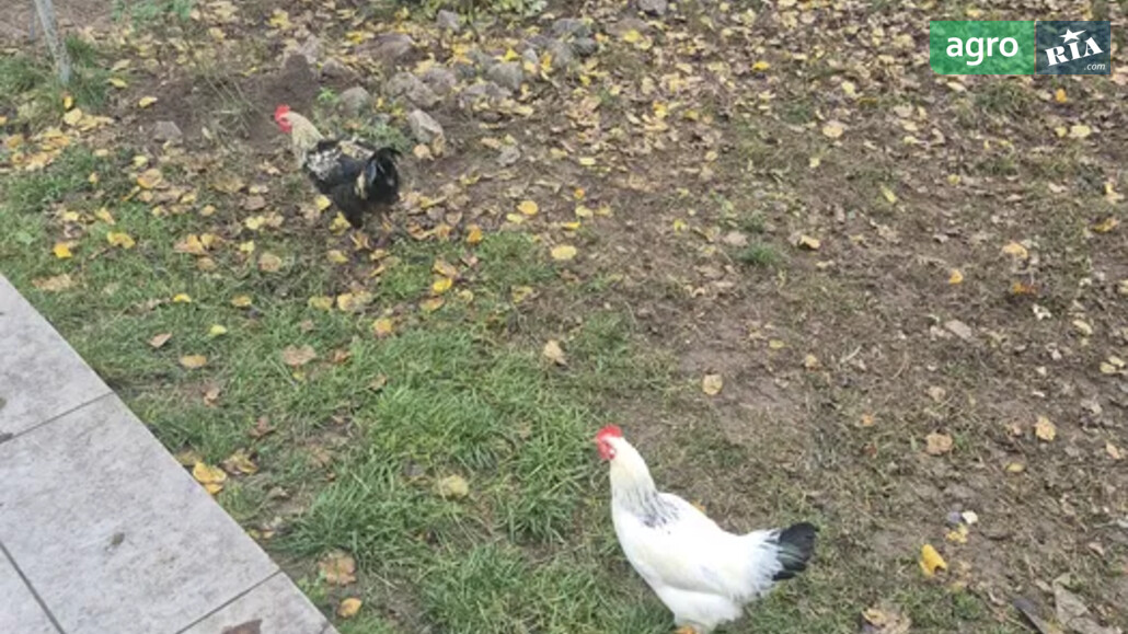 Півень    - фото 1