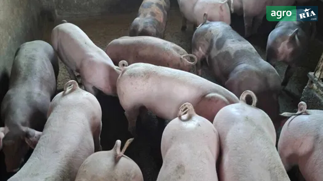 Порося    - фото 1