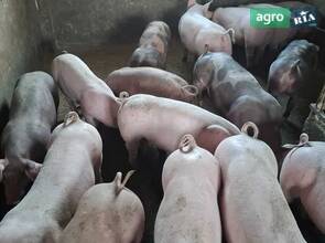 Поросята 40 50 кг
