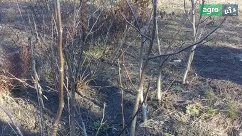 Орех    - фото 1