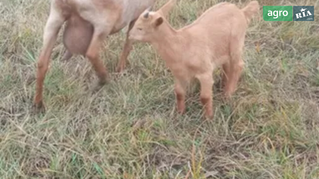 Козеня    - фото 1