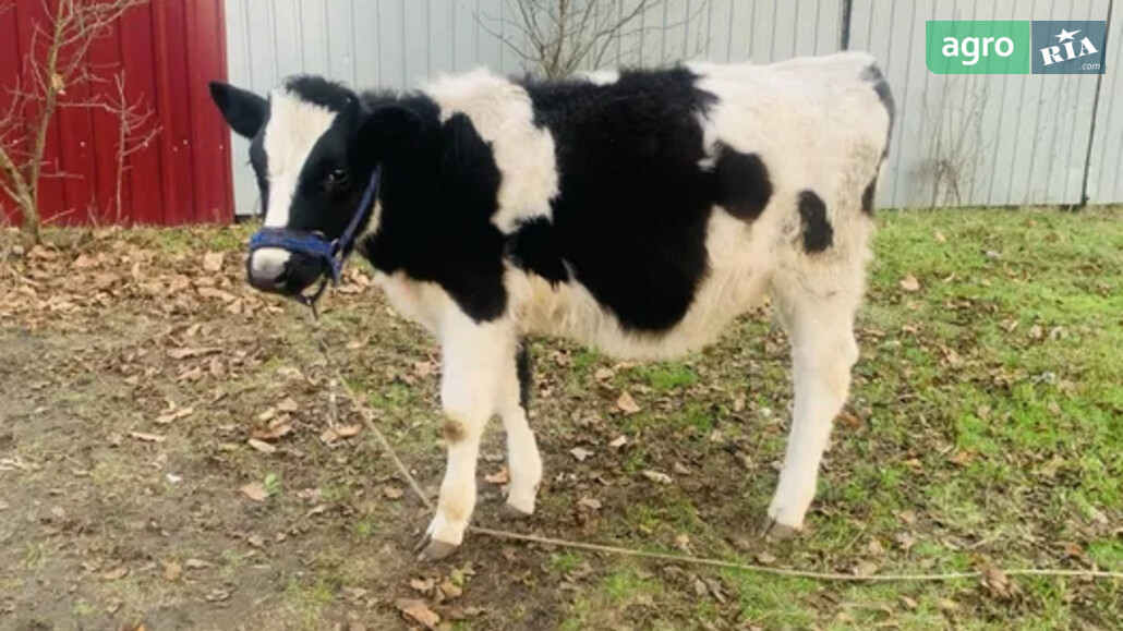 Теля    - фото 1