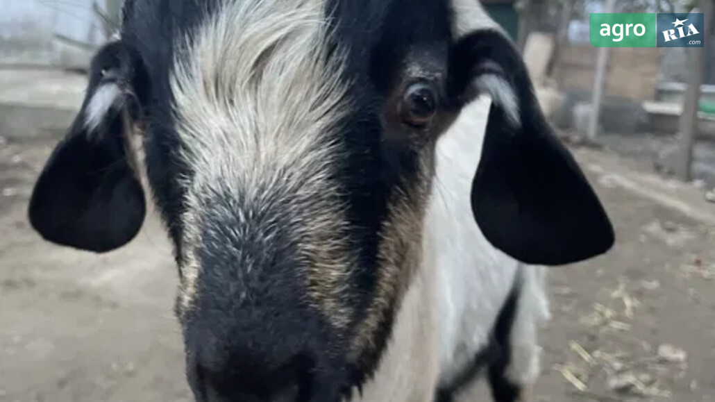Коза    - фото 1