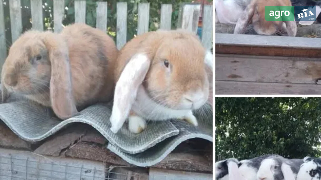 Кріль    - фото 1