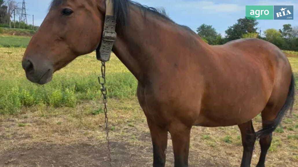 Кобила    - фото 1