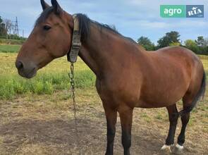 Орловська кобила