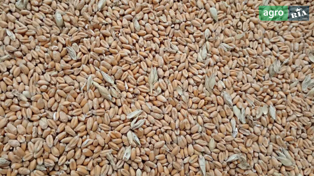 Пшениця    - фото 1