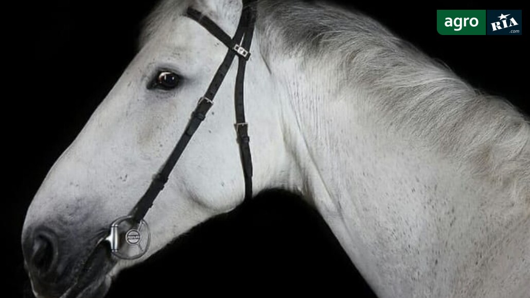 Кобила    - фото 1