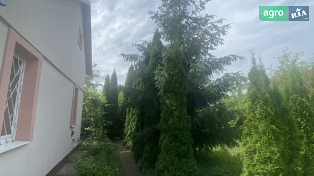 Ялинка    - фото 1