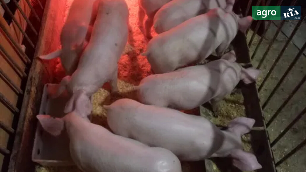 Порося    - фото 1