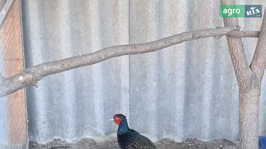 Фазан    - фото 1