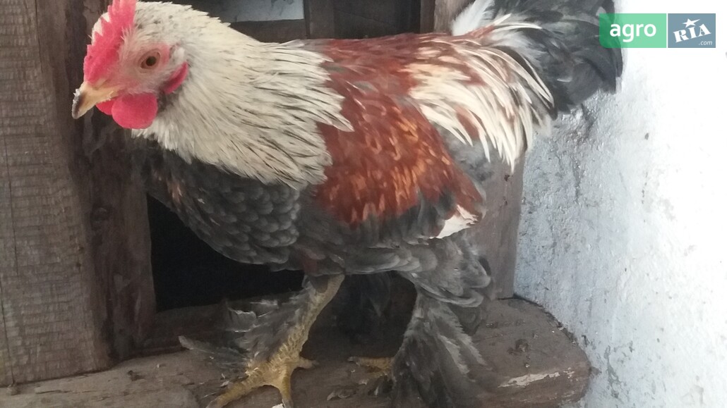 Півень    - фото 1