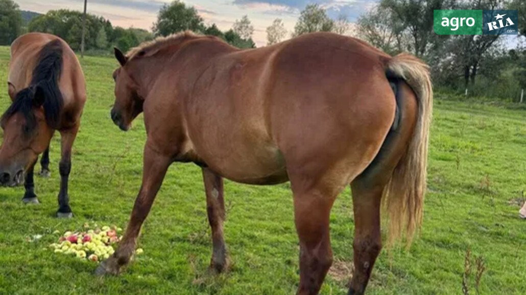 Кобыла    - фото 1