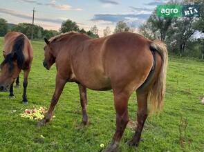  Кобыла и жеребенок