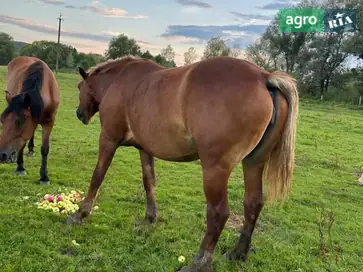Спокійна робоча кобила (8 років) разом із півторарічним лошам - фото