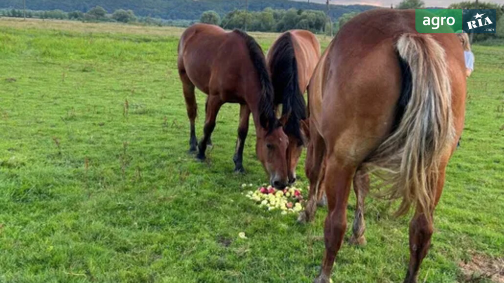 Кобыла    - фото 1