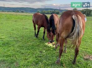  Хорошая спокойная кобыла