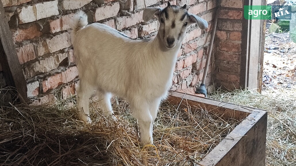 Козеня    - фото 1