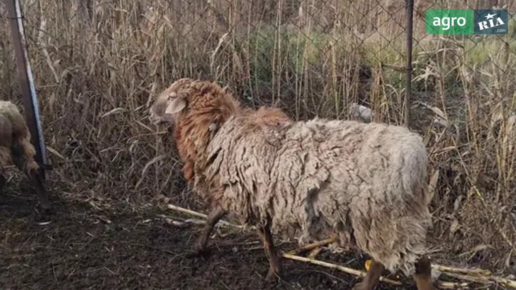 Баран    - фото 1