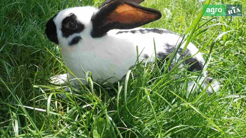 Кроленя    - фото 1