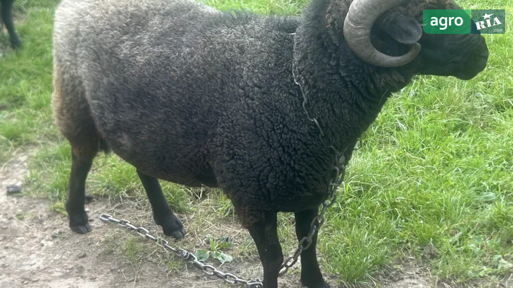 Баран    - фото 1