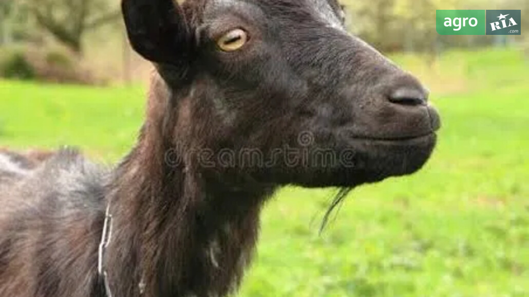 Коза    - фото 1