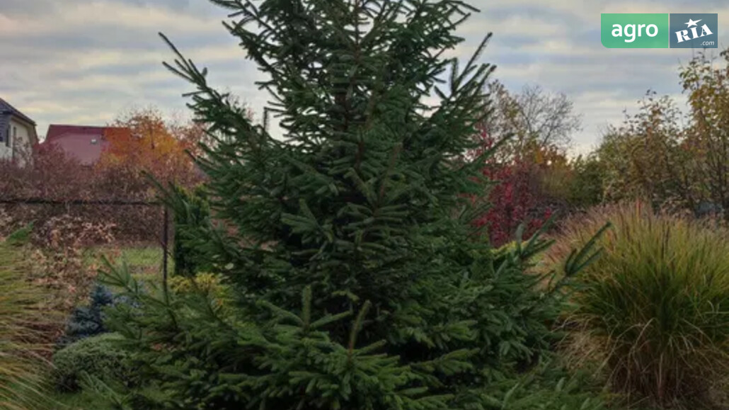 Ялинка    - фото 1